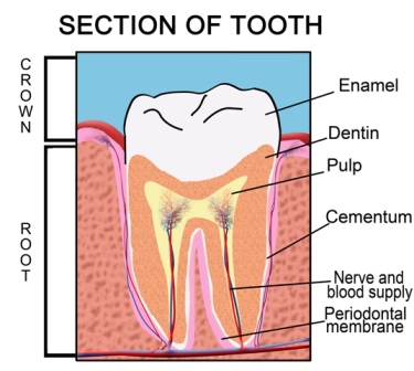 root canal treatment